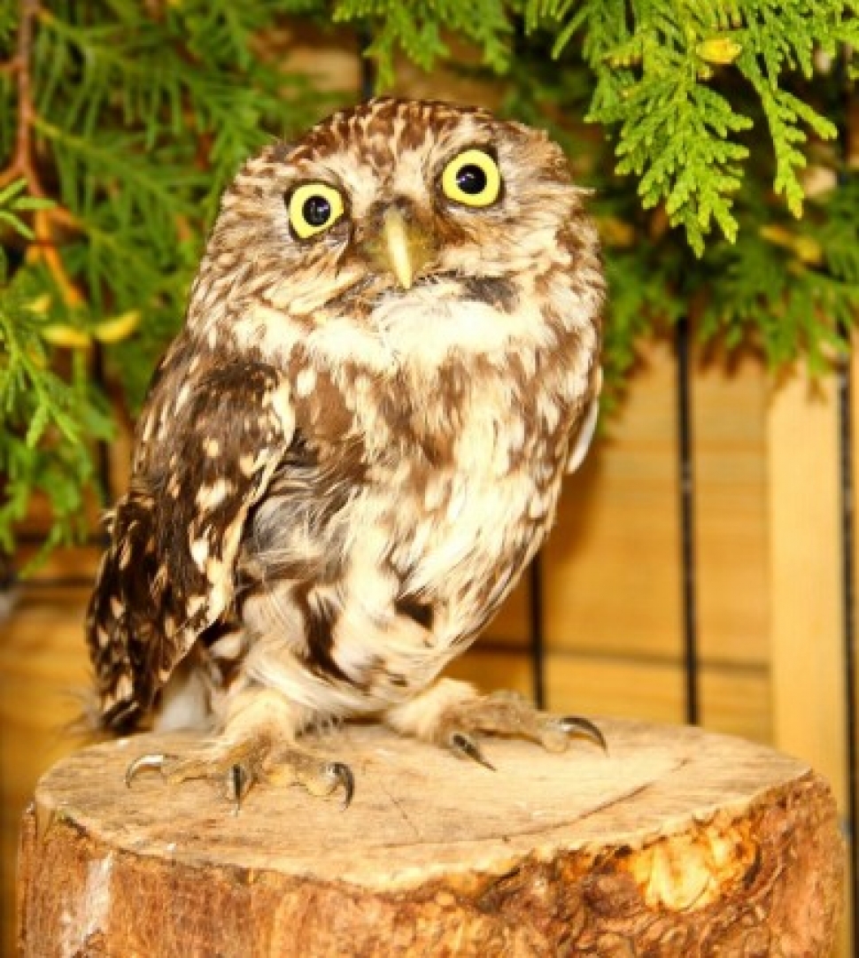 Outpouring of anger over tortured owl sees reward hit £1,000