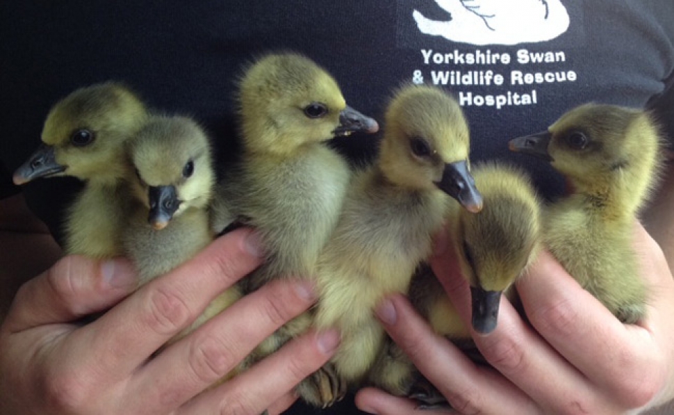Lucky escape for goslings in bypass danger