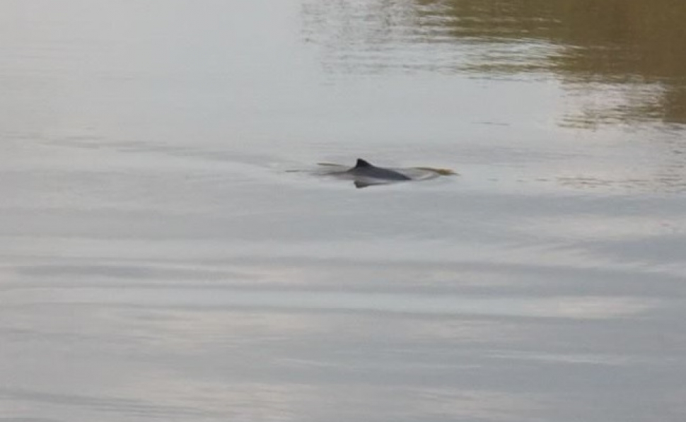 Visiting porpoise spotted swimming near Toll Bridge