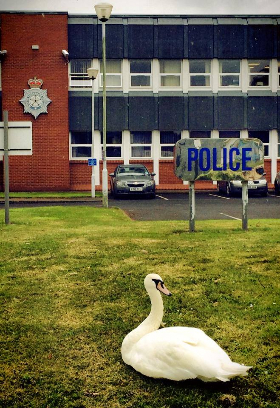 Lost swan drops in on Selby Police Station for directions to water