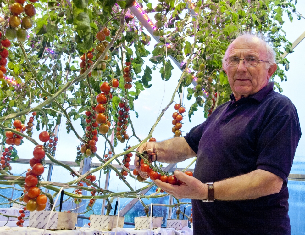 Selby tech firm brings locally grown tomatoes to shelves in depths of winter