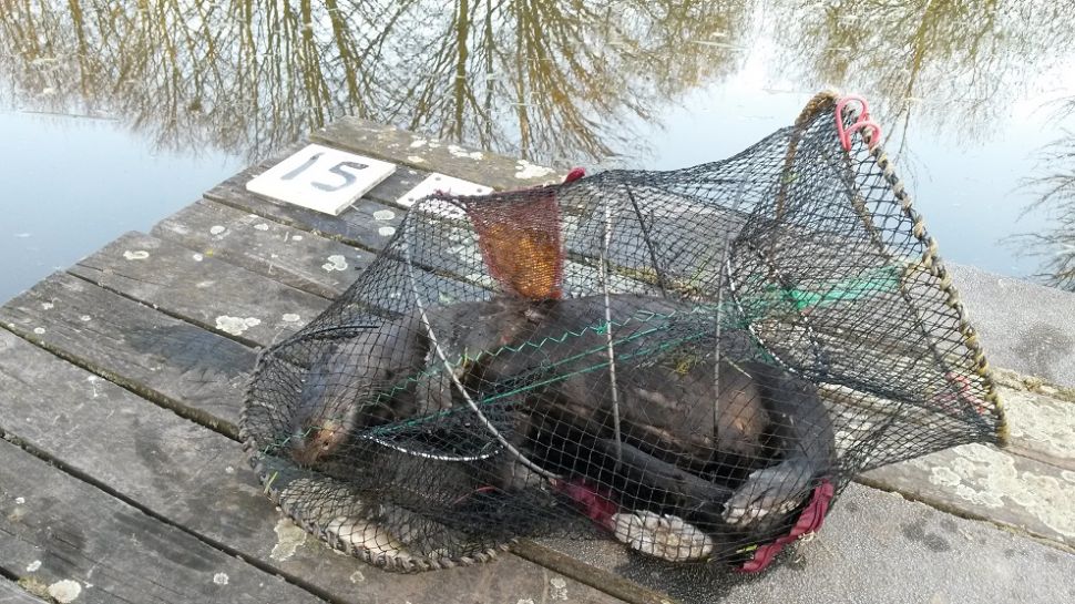 Otter dies in illegal trap on Selby Canal