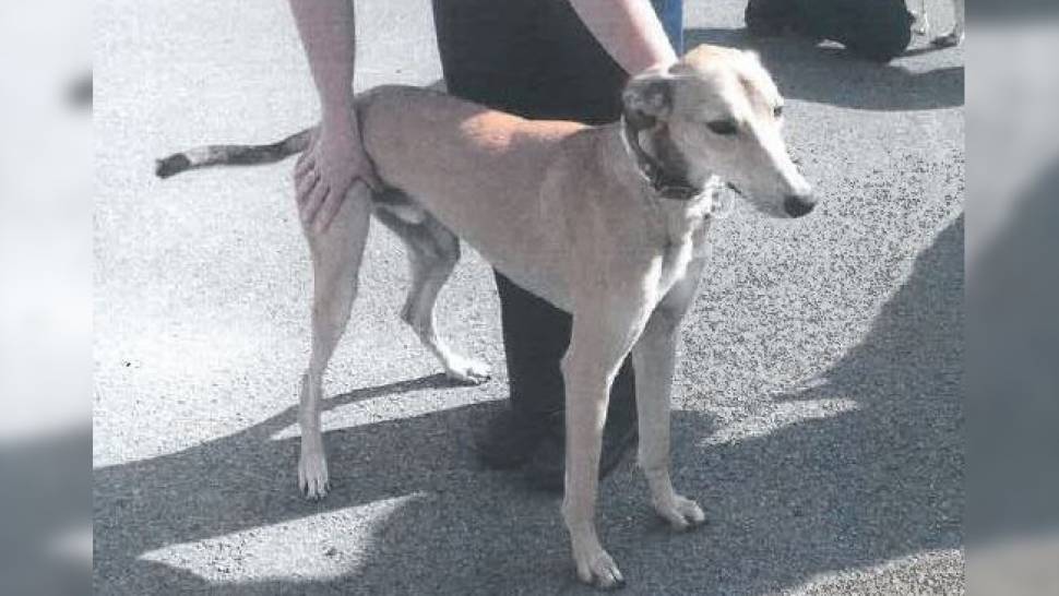 Suspected dog theft update; new homes found for all 19 dogs