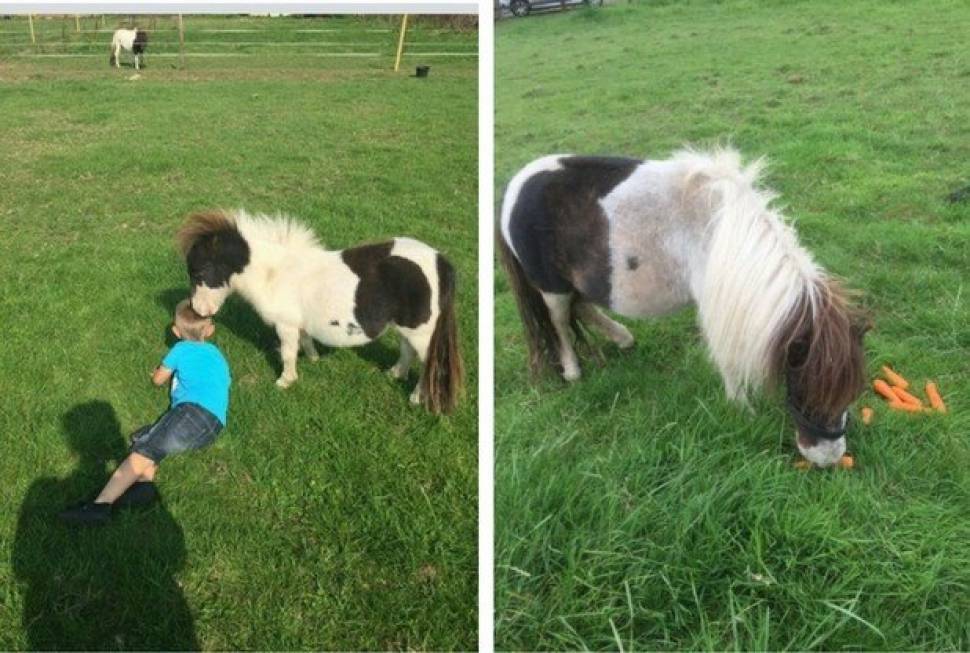 Honey disappeared from a field near Airmyn