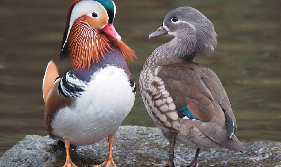 Mandarin ducks, similar to those taken
