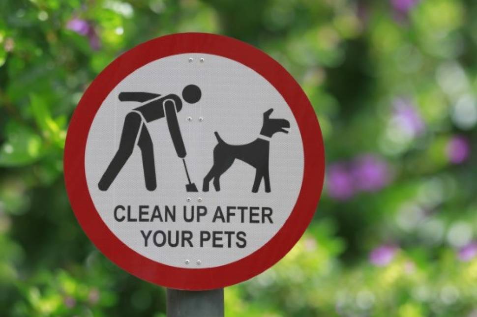 Council appeal over irresponsible dog owners - drop them in it!